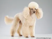 Miniature Poodle