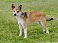 Norwegian Lundehund