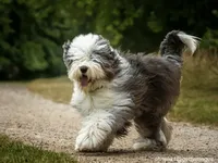 Old English Sheepdog