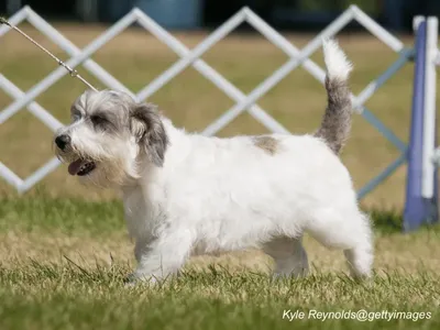 Petit Basset Griffon Vendéen