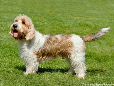 Petit Basset Griffon Vendéen