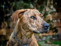 Plott Hound