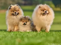 Pomeranian