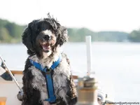Portuguese Water Dog