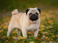 Pug