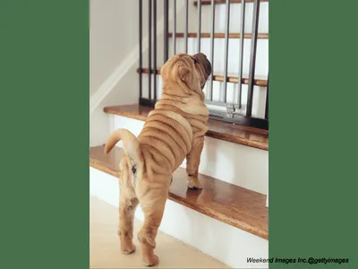 Puppy-proofed living room with gates and cords secured