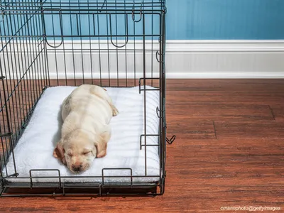 Puppy sleeping peacefully in crate on first night