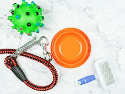 Puppy supplies laid out neatly