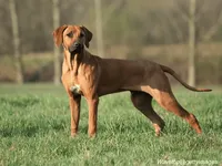 Rhodesian Ridgeback