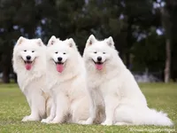 Samoyed