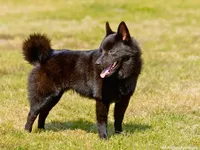 Schipperke