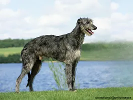 Scottish Deerhound