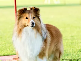 Shetland Sheepdog