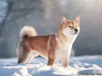 Shiba Inu