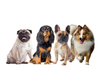 Pug, Cavalier King Charles Spaniel, French Bulldog & Shetland Sheepdog