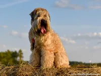 Soft Coated Wheaten Terrier