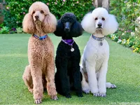 Standard Poodle
