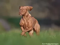 Vizsla