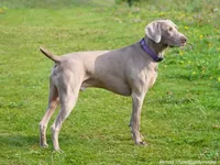 Weimaraner