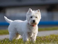 West Highland White Terrier