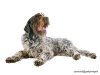 Wire-haired Pointing Griffon
