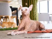 Xoloitzcuintli